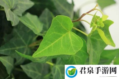 朋友要搬家送哪种绿植更适合-支付宝蚂蚁庄园8月31日每日一题最新答案分享