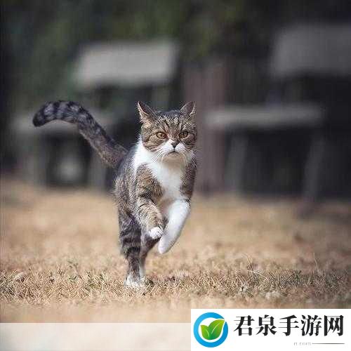 磁力猫官网CILIMAO：当然可以！以下是一些基于磁力猫官网CILIMAO主题的标题建议：