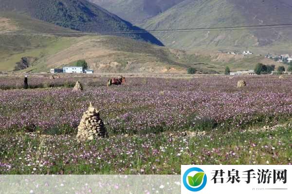 理塘格桑花海映手游，天空之城邀你共探秘