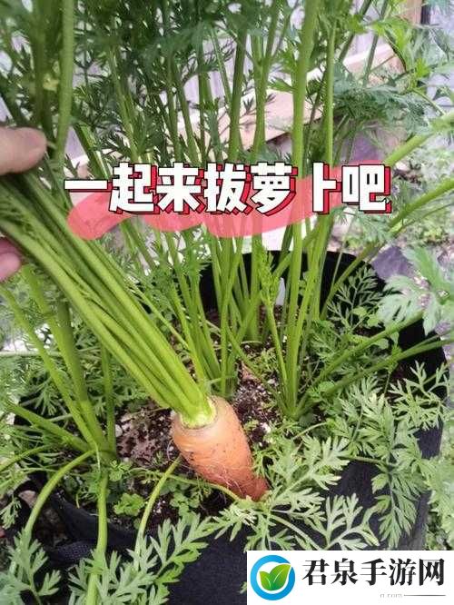 拔萝卜又叫降黄 9.1：独特的趣味体验