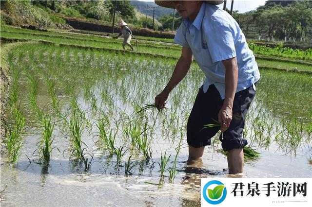 夫妻插秧：探索 100 种独特方法