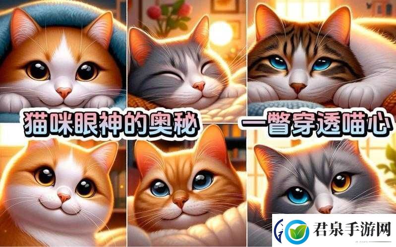 猫咪