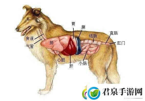 人狗胶配方大全免费天