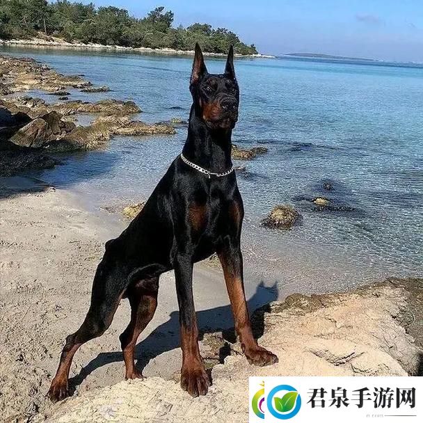 “俄罗斯犬种绝不止于‘大’！”