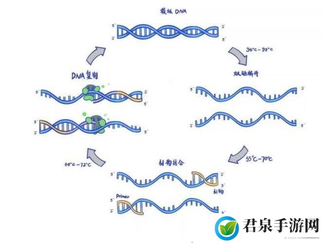 DNA 非特异性杂交：原理与应用探究