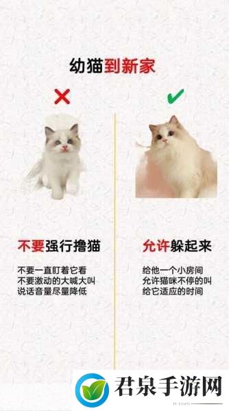 猫影视接口：当然可以！以下是一些基于猫影视接口的创意标题，字数不少于10个字：