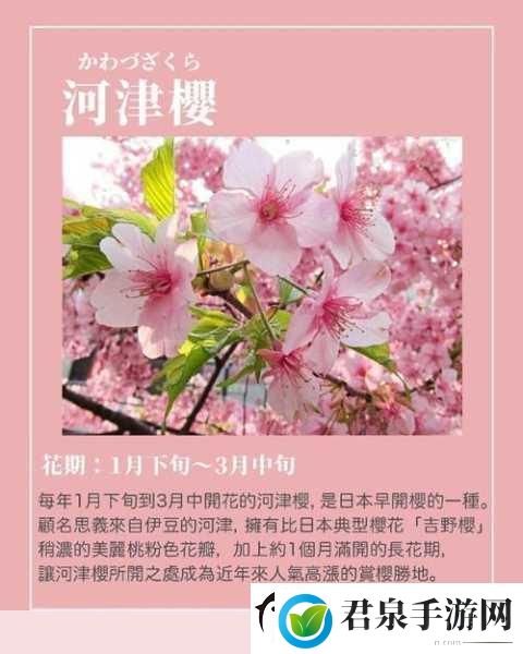 我可以深入了解你的樱花吗