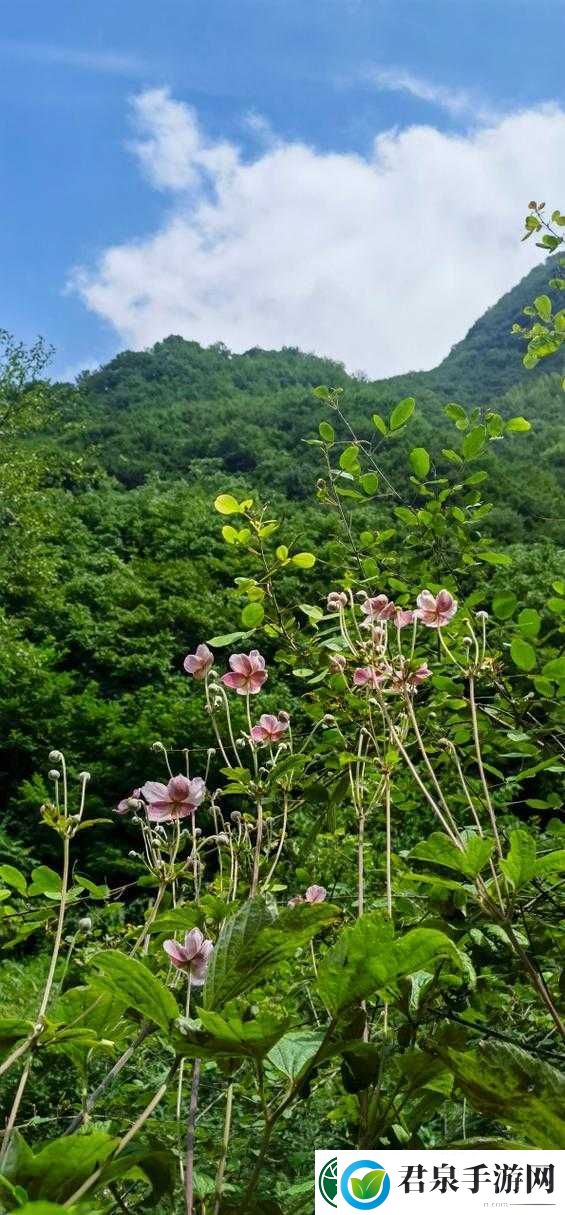 野花韩国视频在线观看