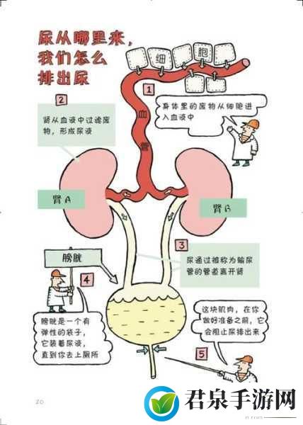 女性到达顶峰有想尿床的症状吗，女性在生理高峰期出现尿意的原因探讨