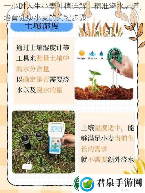 一小时人生小麦种植详解